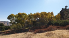 Populus fremontii fremontii