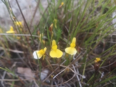 Utricularia prehensilis