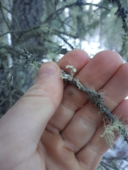 Ramalina obtusata