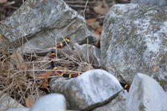 Micrurus tener tener