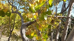 Populus fremontii fremontii