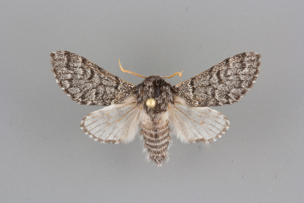 Neopanthea apanthea