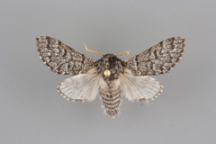 Neopanthea apanthea