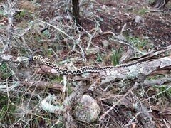 Thamnophis cyrtopsis ocellatus