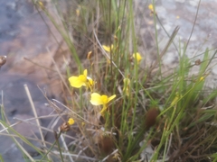 Utricularia prehensilis