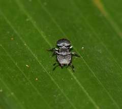 Cephalotes basalis