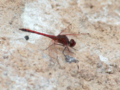Trithemis arteriosa