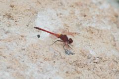 Trithemis arteriosa