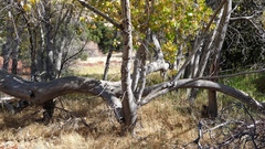 Populus fremontii fremontii