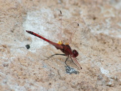 Trithemis arteriosa