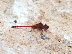 Trithemis arteriosa