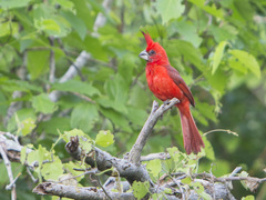 Cardinalis phoeniceus