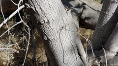 Populus fremontii fremontii