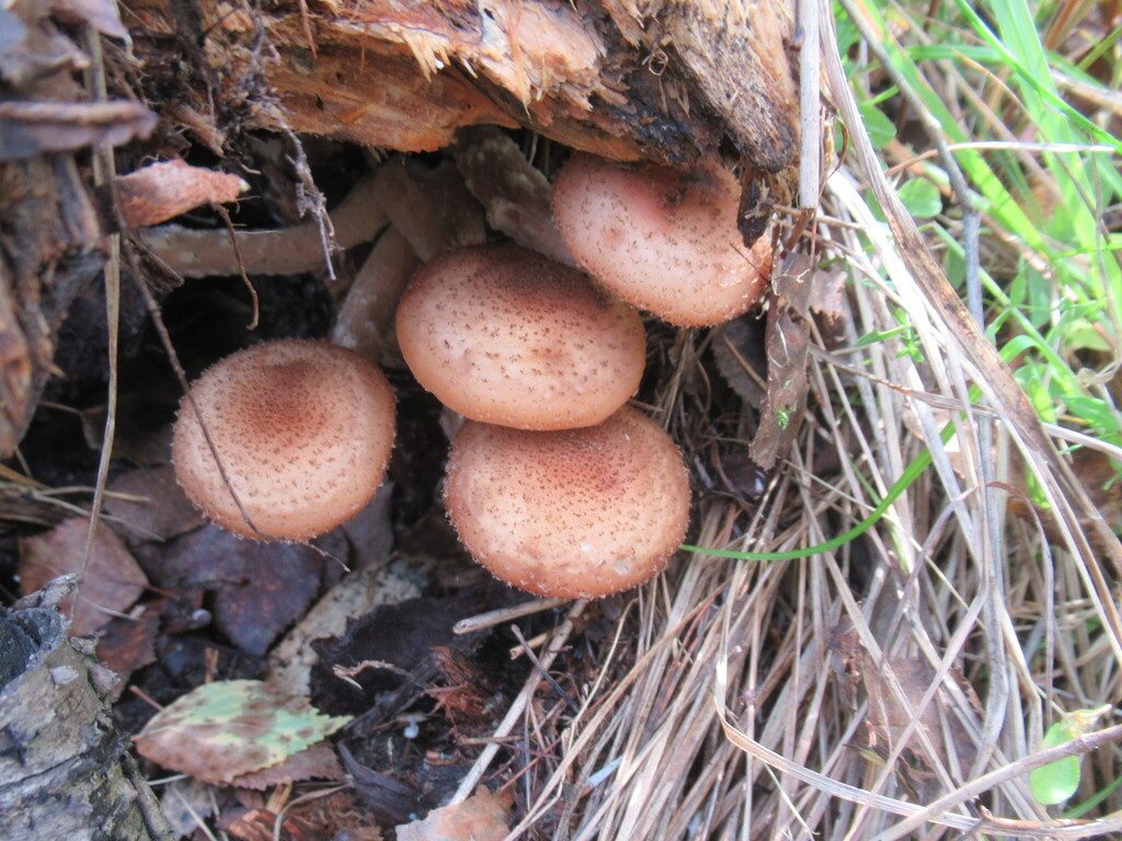 Armillaria borealis · September 2025 · photo: © smsergey (iNaturalist, cc-by-nc)