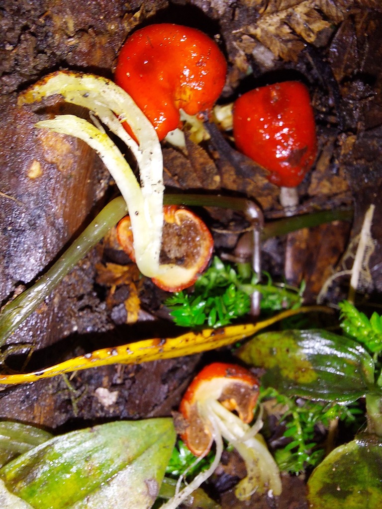 Leratiomyces erythrocephalus · August 2025 · photo: © catchwords (iNaturalist, cc-by)