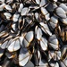 Pelagic Gooseneck Barnacle - Photo (c) Ken, some rights reserved (CC BY-NC), uploaded by Ken