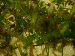 Thalassia