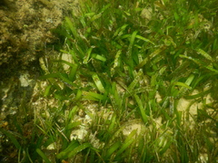 Thalassia