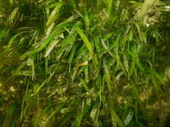 Thalassia