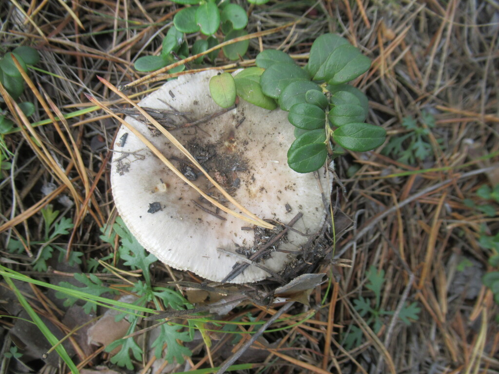 Russula amoenolens · September 2025 · photo: © smsergey (iNaturalist, cc-by-nc)