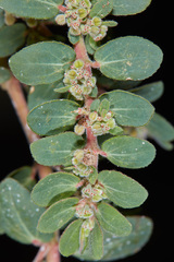 Euphorbia oranensis