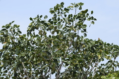 Metopium brownei