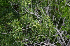 Metopium brownei