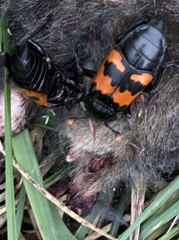 Nicrophorus marginatus