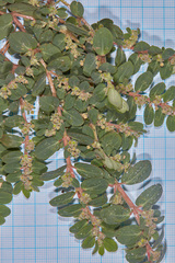 Euphorbia oranensis