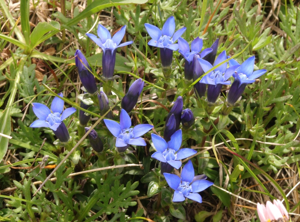 White-flower Biro gentian