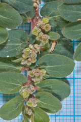 Euphorbia oranensis