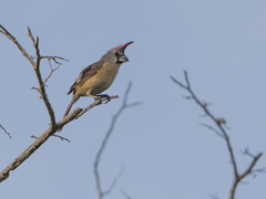 Cardinalis phoeniceus