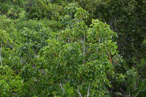 Black Poisonwood