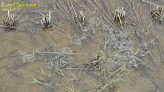 Pelophylax nigromaculatus