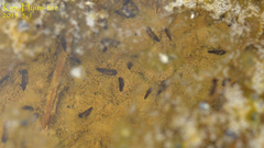 Pelophylax nigromaculatus