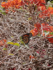 Danaus plexippus