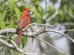 Cardinalis phoeniceus