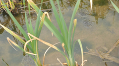 Pelophylax nigromaculatus