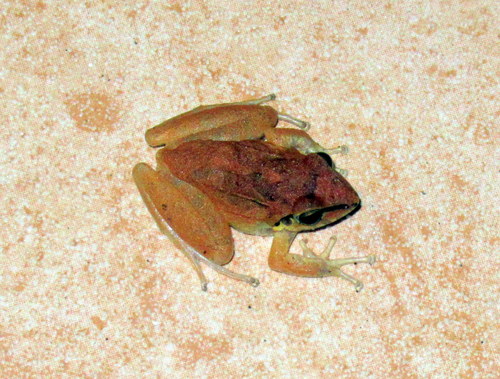 Pristimantis achatinus image