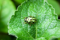Calligrapha fulvipes