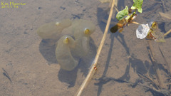 Hynobius leechii
