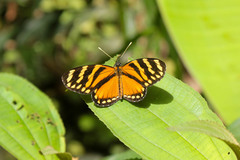 Eresia ithomioides alsina