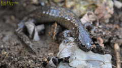 Hynobius leechii