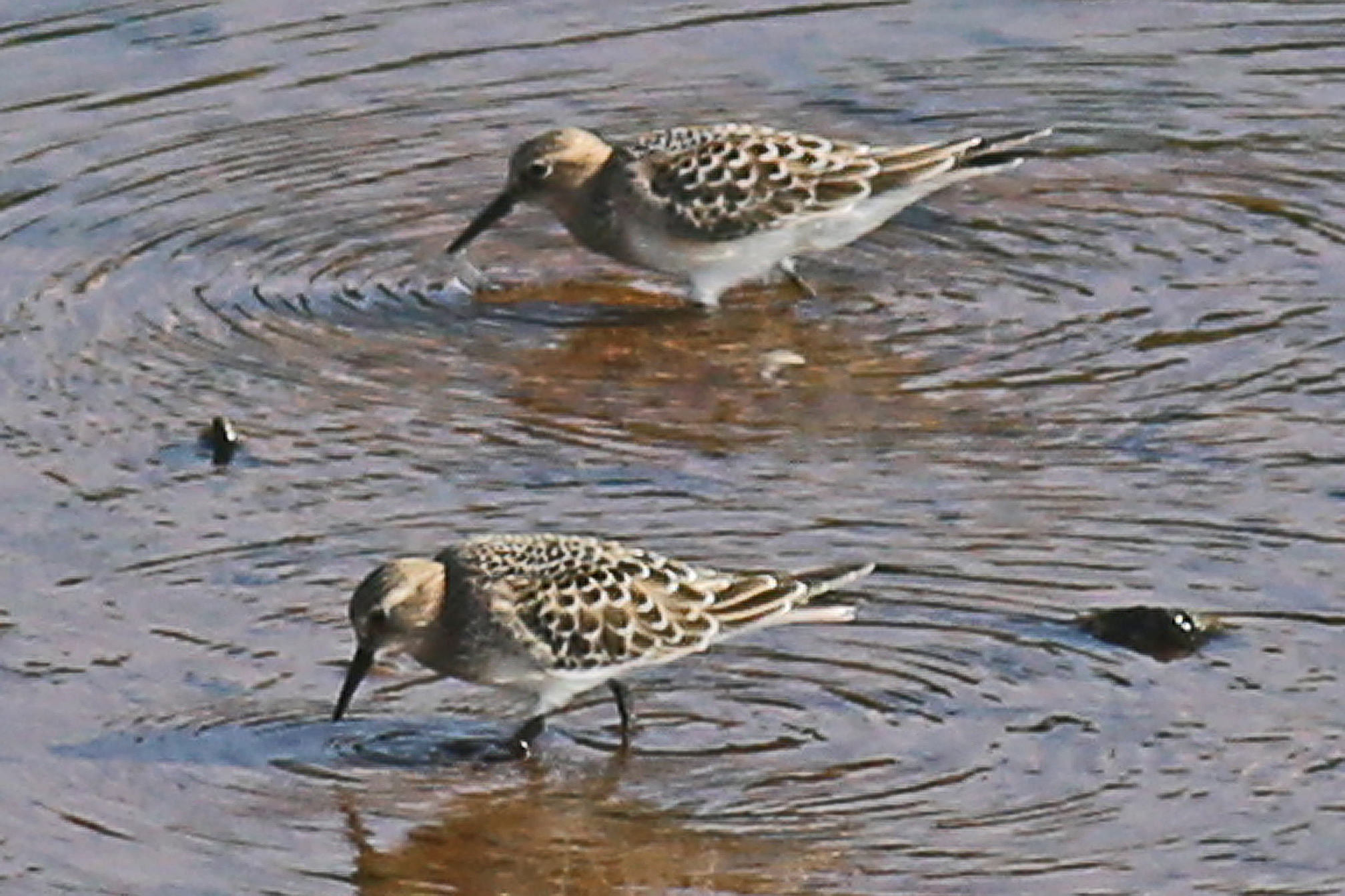 Baird's Sandpiper