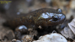 Hynobius leechii