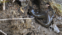 Hynobius leechii