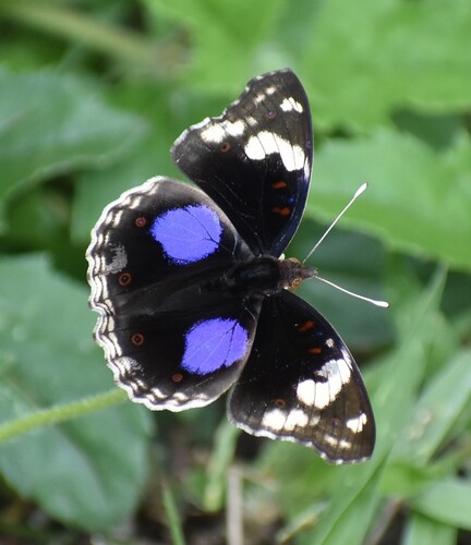 Blue-spot Pansy