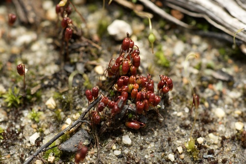 Gemmabryum coronatum observed 2025-09-02