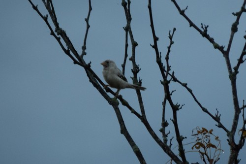 House Sparrow photographed in Virginia