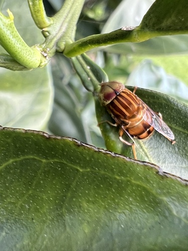 Native Drone Fly photo 2